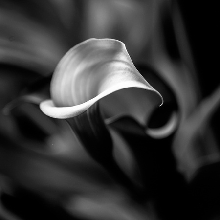 Calla Lily Grace - Nominee Still Life / Amateur Category 2018 B&W Spider Awards