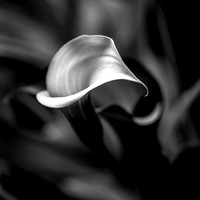 Calla Lily Grace - Nominee Still Life / Amateur Category 2018 B&W Spider Awards