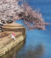 Cherry Blossom Pink, DC