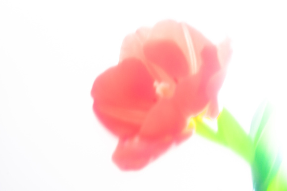 Soft Focused Tulip