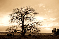 Tree of Ages