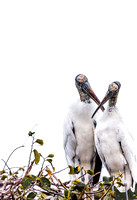 Wood Stork Lovebirds