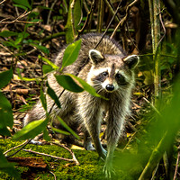 Raccoon, Fern Forest, FL