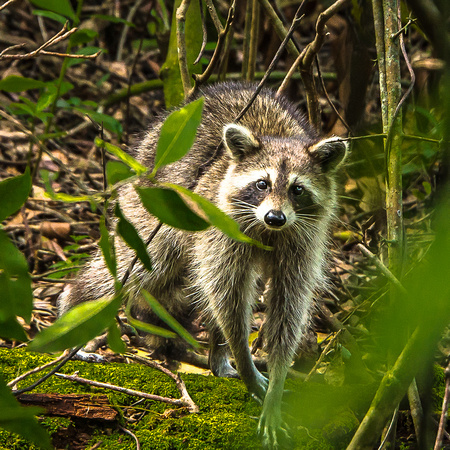 Raccoon, Fern Forest, FL